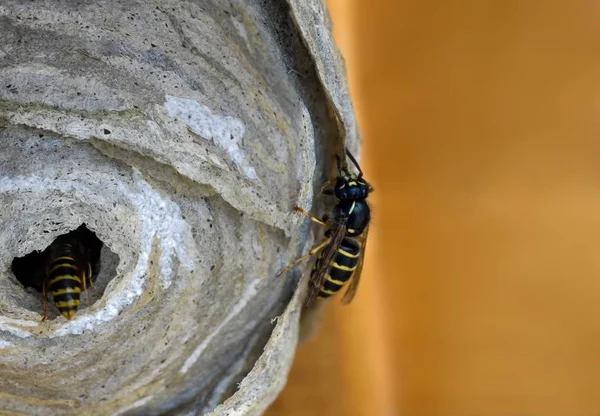 Die Schaffung Eines Wespennestes — Stockfoto