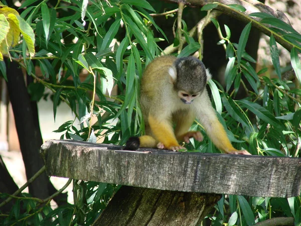 Saimiri Sciureus Macaco Esquilo — Fotografia de Stock