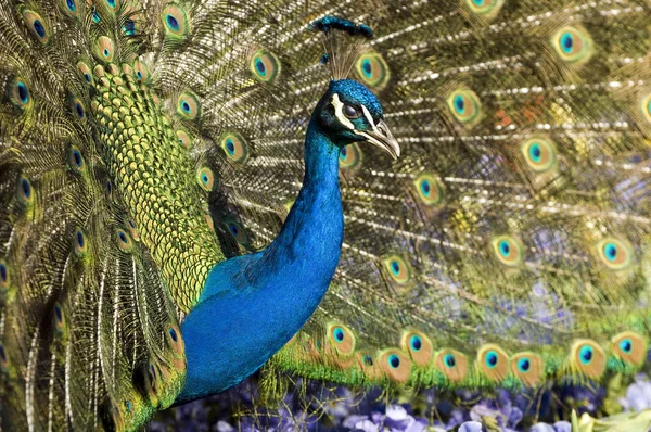 Pássaro Pavão Penas Coloridas — Fotografia de Stock