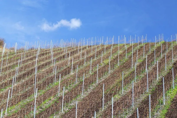 Filas Vinho Verde Fresco Numa Vinha — Fotografia de Stock