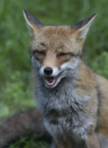 Rotfuchs Tier Naturfauna — Stockfoto