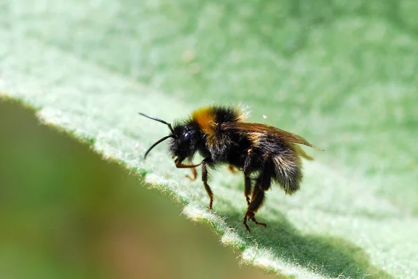 Close Uitzicht Mooie Hommel Insect — Stockfoto