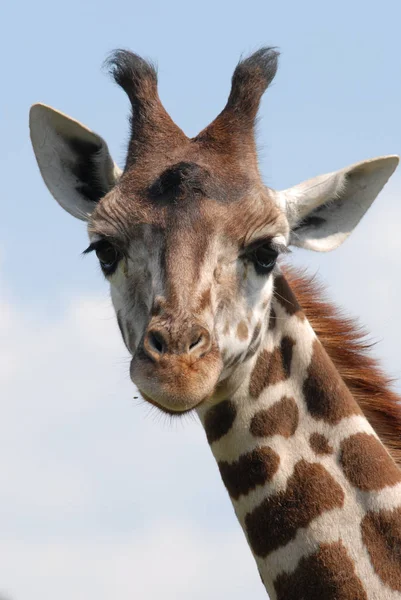 Giraffe Afrikanisches Pflanzenfressendes Säugetier — Stockfoto