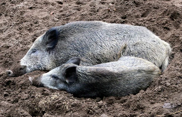 Nahaufnahme Eines Braunen Wildschweins — Stockfoto