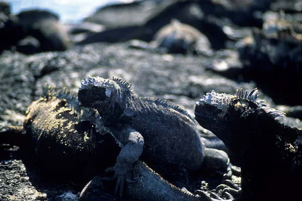 Lizard Iguana Predator Animal — Stock Photo, Image
