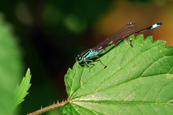 Dragonfly Insect Flora Fauna — Stock Photo, Image