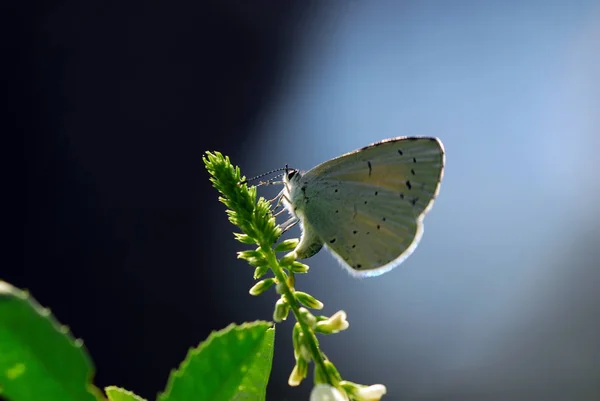 Gros Plan Bug Nature Sauvage — Photo