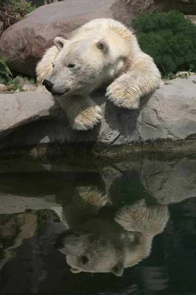 Urso Polar Jardim Zoológico — Fotografia de Stock