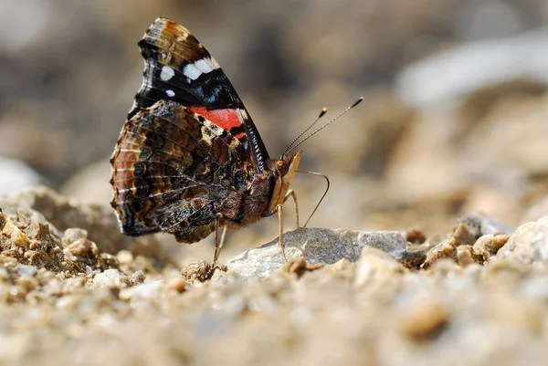 Nahaufnahme Von Exotisch Schönen Wanken — Stockfoto