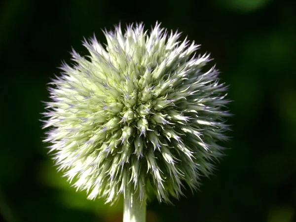 Echinops Bannaticus Taplow Blue — Stock fotografie