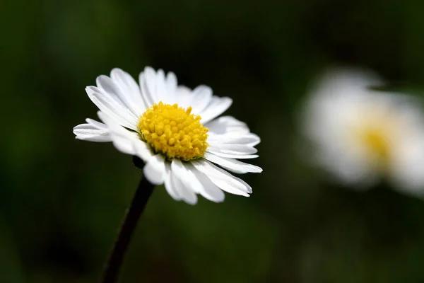 Gänseblümchen Voller Blüte — Stockfoto