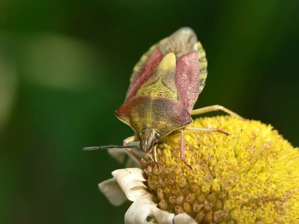 Close Bug Natureza Selvagem — Fotografia de Stock