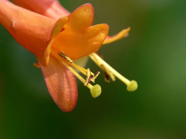 Bel Colpo Botanico Carta Parati Naturale — Foto Stock