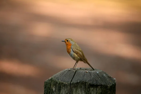 Живописный Вид Красивую Птицу Робин Природе — стоковое фото