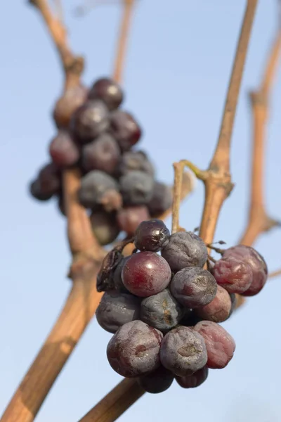 grapes for ice wine (selective focus)