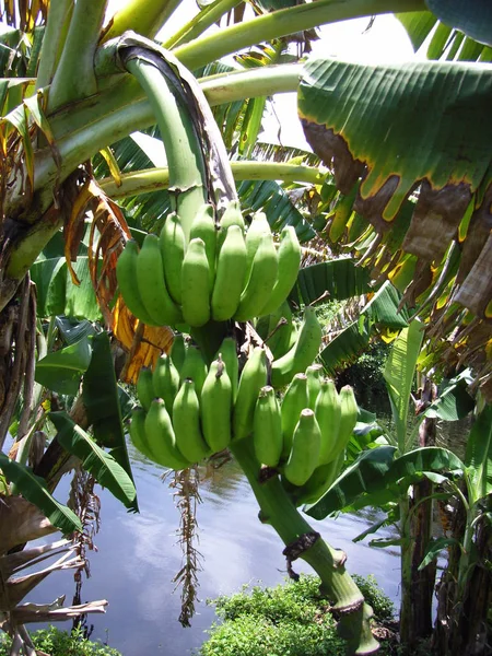 Banane Frutta Tropicale Cibo — Foto Stock