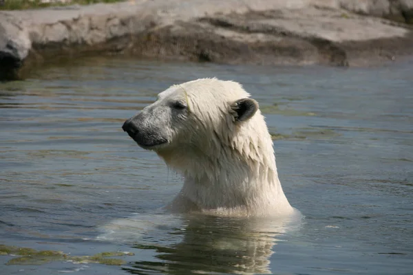 Полярний Ведмідь Плаває Воді — стокове фото
