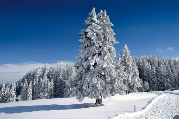 Besneeuwde Winterlandschap — Stockfoto