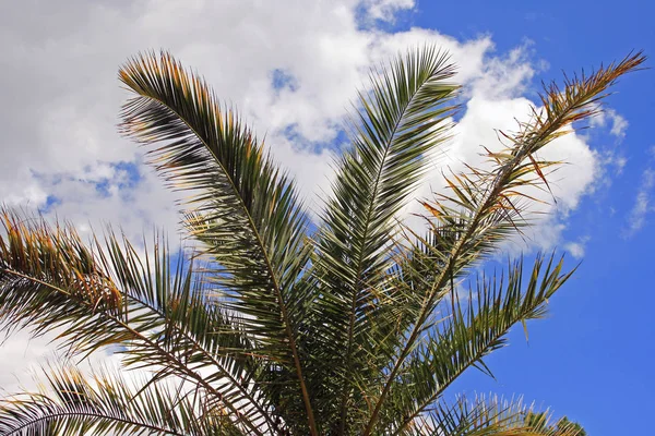 Mooi Botanisch Schot Natuurlijk Behang — Stockfoto