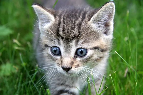 Retrato Lindo Gato — Foto de Stock