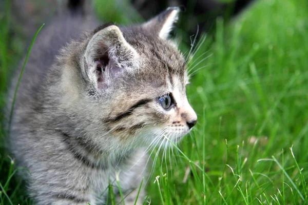 Słodkie Kotek Trawie — Zdjęcie stockowe
