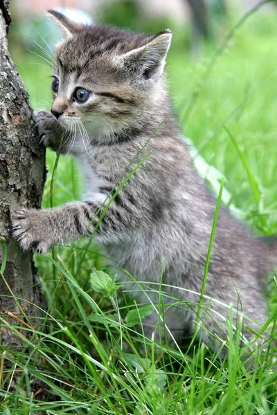 草の中の子猫は — ストック写真