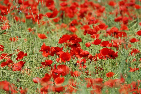 Vista Cerca Hermosas Flores Amapola Silvestre — Foto de Stock