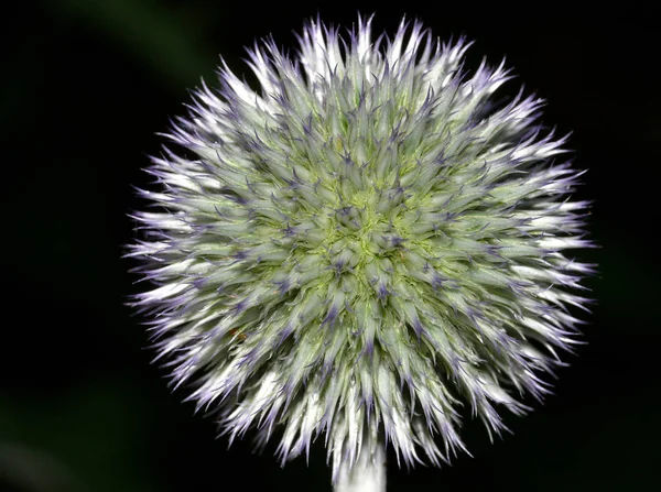 美しい花 花のコンセプトの背景 — ストック写真