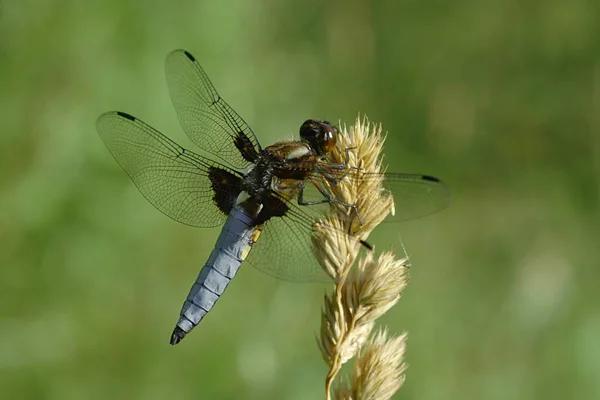 Vista Macro Primer Plano Del Insecto Libélula — Foto de Stock