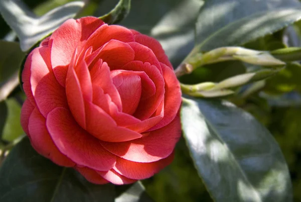 Fiore Camelia Flora — Foto Stock