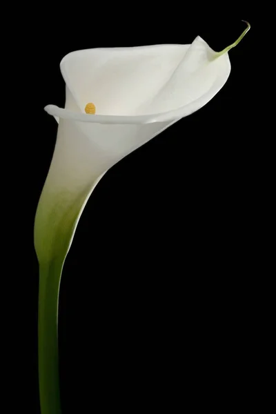 White Calla Black Background — Stock Photo, Image