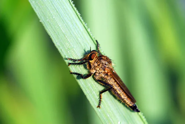 Närbild Insekter Vild Natur — Stockfoto