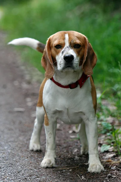 Sevimli Sevimli Bir Köpeğinin Portresi — Stok fotoğraf