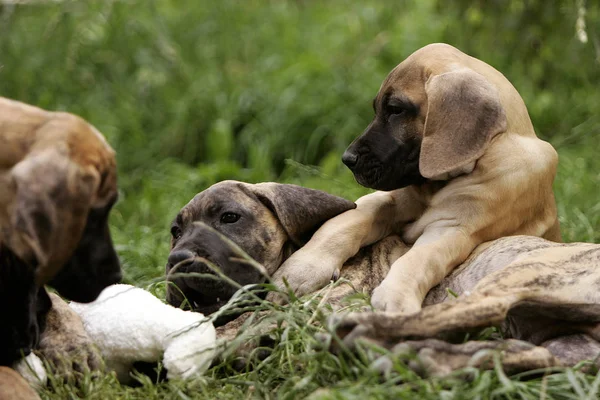 Vista Panorámica Lindos Cachorros — Foto de Stock