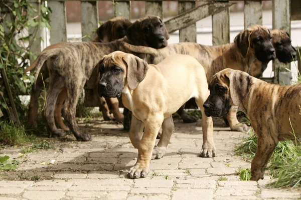 Vue Panoramique Chiots Mignons — Photo