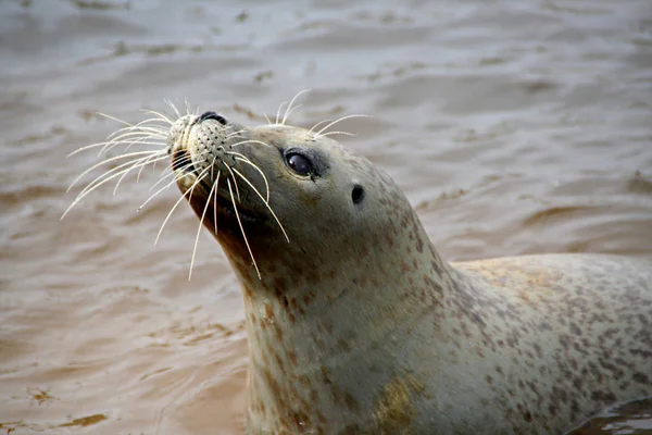 Marine Thema Tapete Tageslicht Aufnahme — Stockfoto