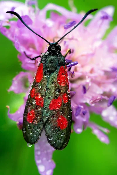 Közelkép Bug Vad Természet — Stock Fotó