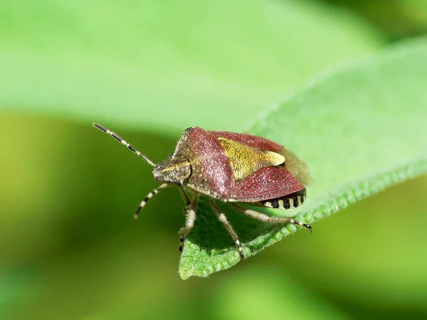 Close Van Verse Kruisbessen — Stockfoto