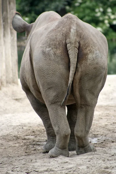 Afrikanisches Tier Nashornwesen Fauna — Stockfoto