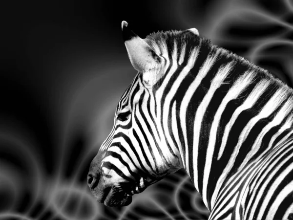 Africano Preto Branco Zebra Animal — Fotografia de Stock