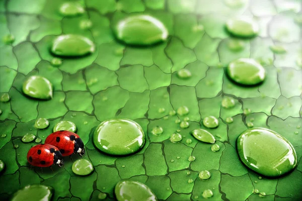 Insetto Rosso Con Punti Coccinella — Foto Stock