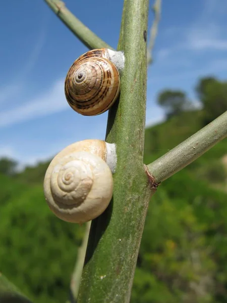 螺旋壳 蜗牛软体动物 — 图库照片