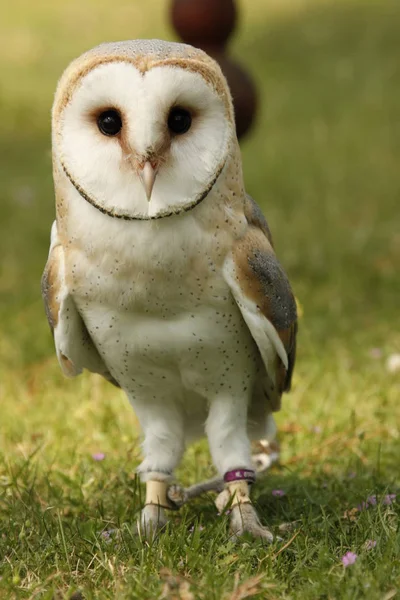 Beautiful Young Barn Owl — Stock Photo, Image