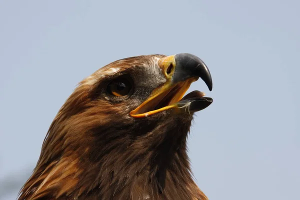 Vue Panoramique Majestueux Aigle Royal Nature Sauvage — Photo