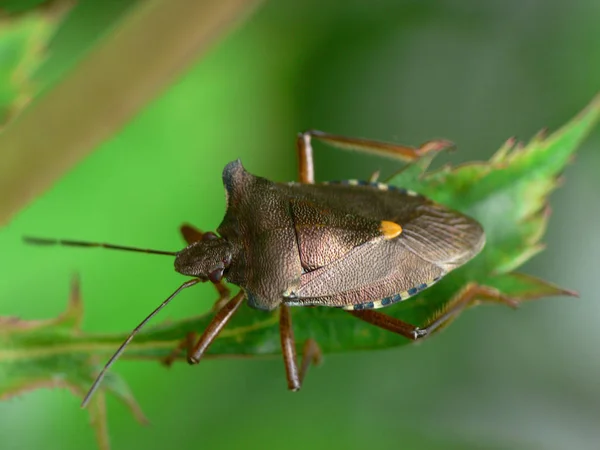 Közelkép Bug Vad Természet — Stock Fotó