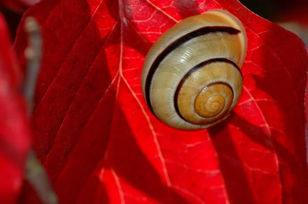 Snail Tree — Stock Photo, Image