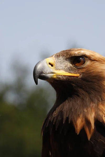 scenic view of majestic golden eagle at wild nature