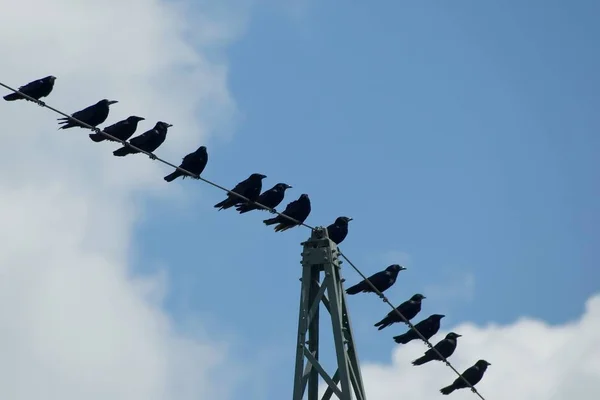 Vue Panoramique Bel Oiseau Nature — Photo