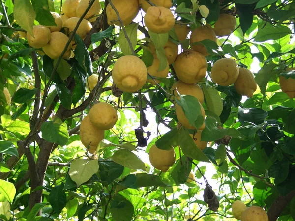 Lemon Tree Background Agricultural Concept — Stock Photo, Image