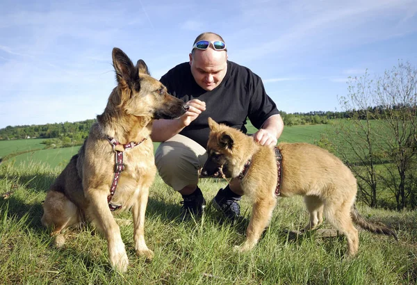 Vista Panoramica Del Cane Cucciolo Carino — Foto Stock